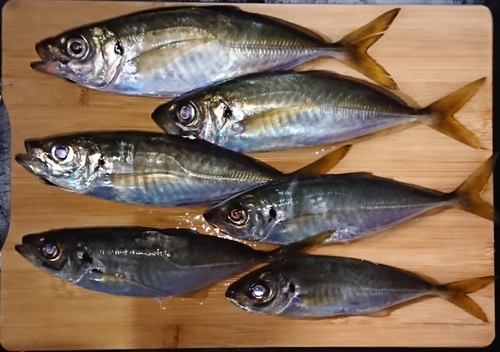 アジの釣果