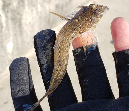 ネズミゴチの釣果