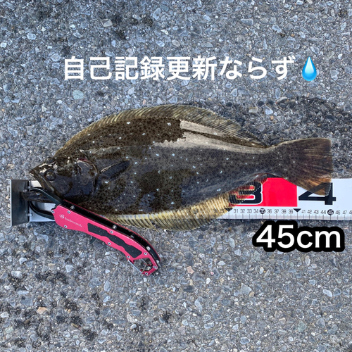 ヒラメの釣果