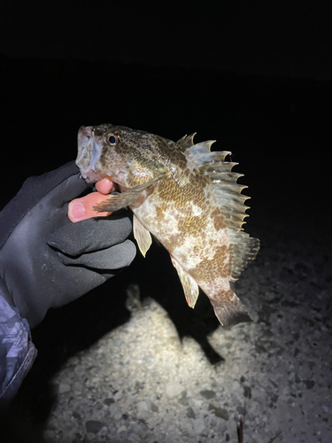 タケノコメバルの釣果