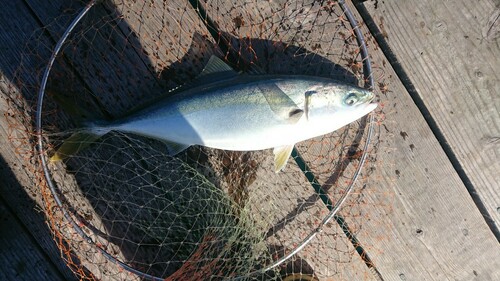 ハマチの釣果