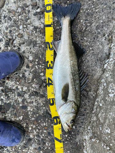 シーバスの釣果