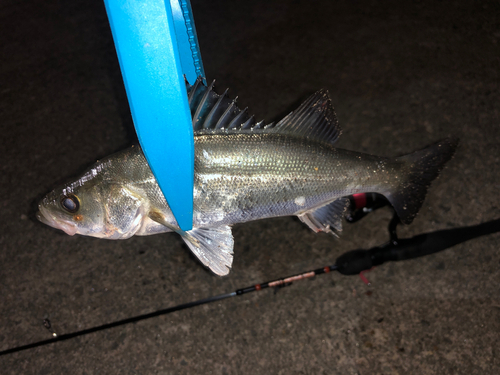 セイゴ（マルスズキ）の釣果