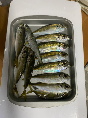 アジの釣果