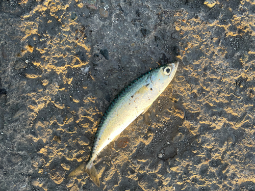 サバの釣果