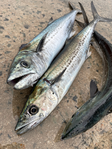 サゴシの釣果