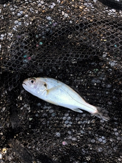 イシモチの釣果