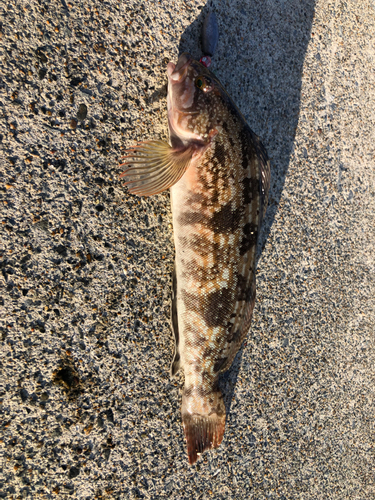 アイナメの釣果