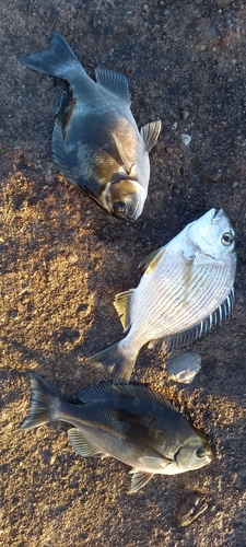 グレの釣果