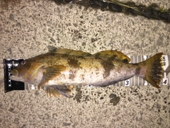 アイナメの釣果