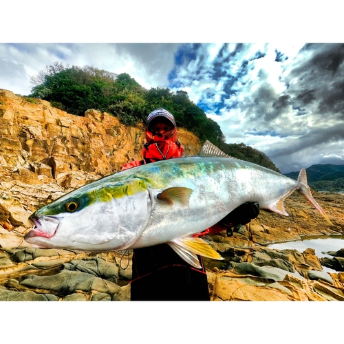 ヤズの釣果