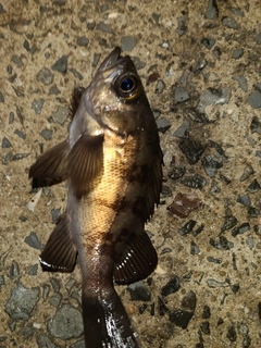 メバルの釣果