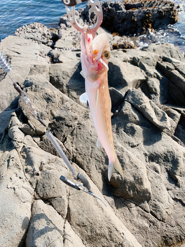 エソの釣果