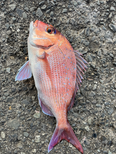 タイの釣果