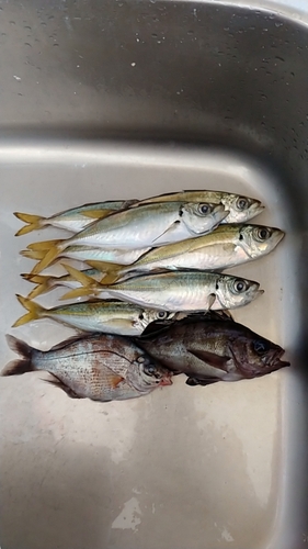 アジの釣果