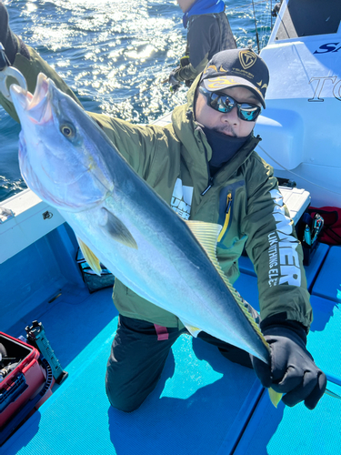 ヤズの釣果