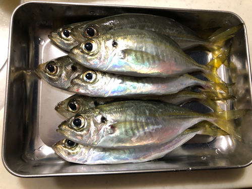 アジの釣果