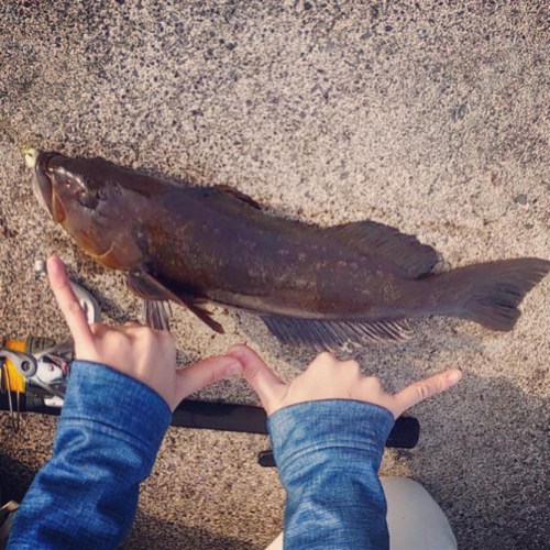 アブラコの釣果