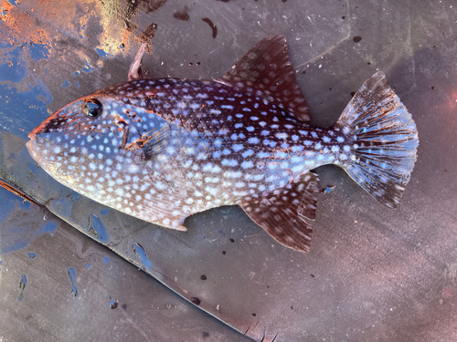 モンガラカワハギの釣果