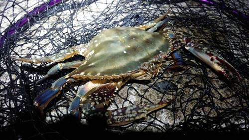 ワタリガニの釣果