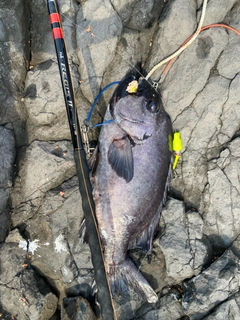 イシダイの釣果