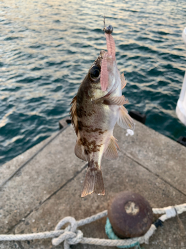 アカメバルの釣果