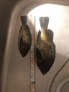 メバルの釣果