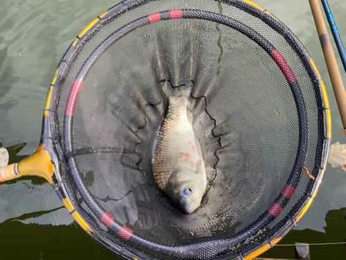 ヘラブナの釣果