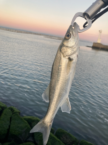 セイゴ（ヒラスズキ）の釣果