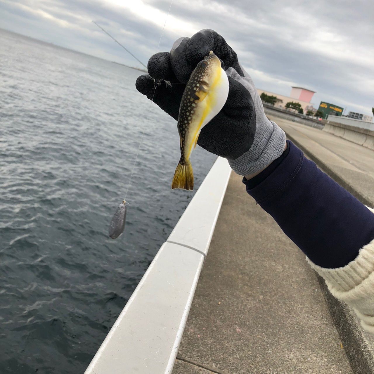 カワハギ