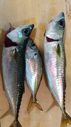 マサバの釣果