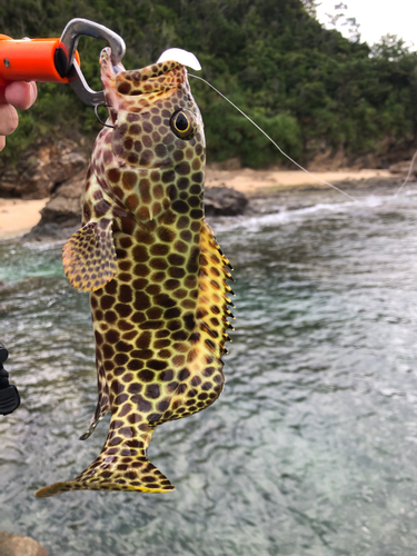 イシミーバイの釣果