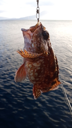 アラカブの釣果