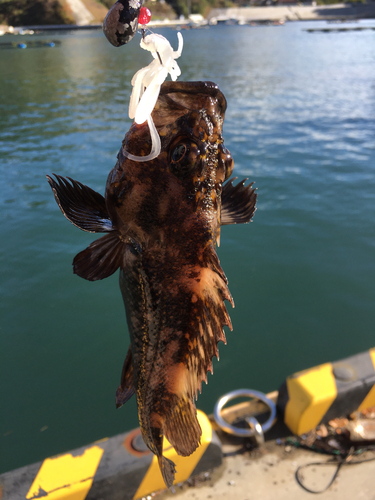 オウゴンムラソイの釣果