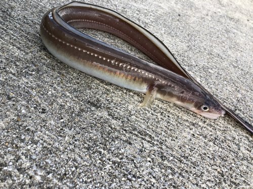 アナゴの釣果