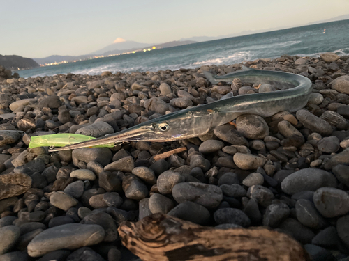 ダツの釣果