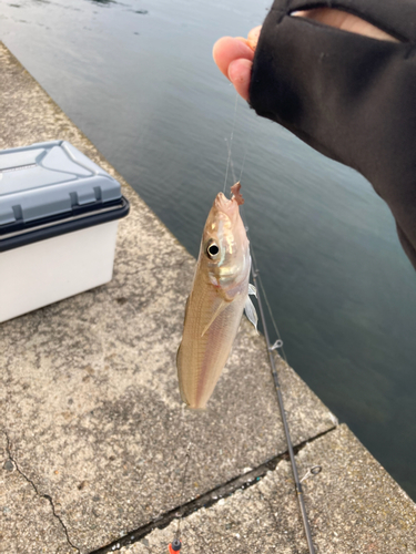 シロギスの釣果