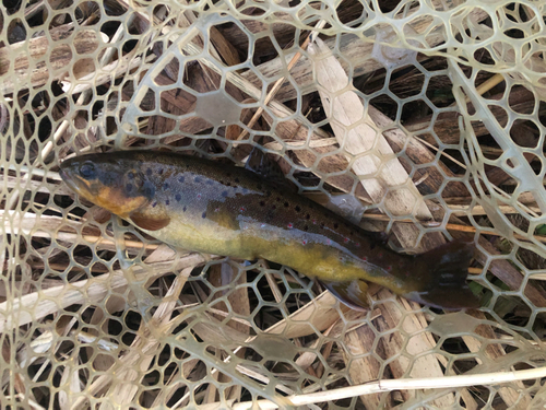 ブラウントラウトの釣果