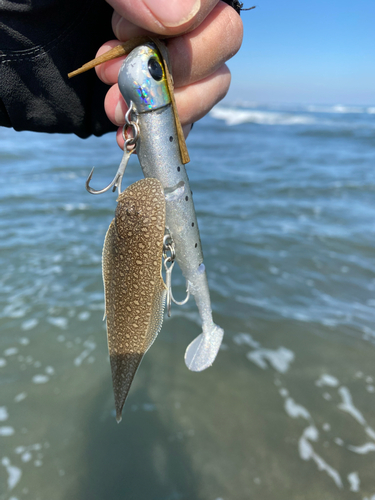 シタビラメの釣果