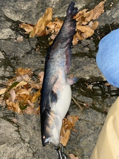 ビワコオオナマズの釣果