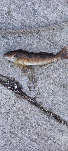 アイナメの釣果