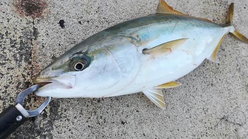 メジロの釣果