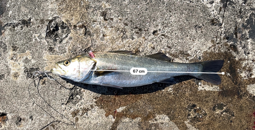 シーバスの釣果