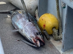 ビンチョウマグロの釣果