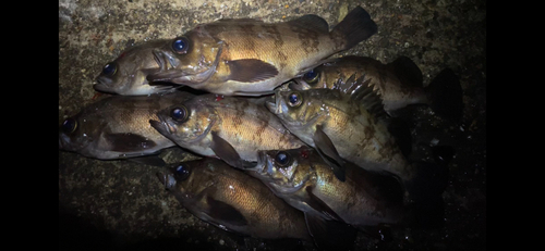 メバルの釣果