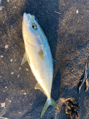 イナダの釣果