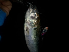 コノシロの釣果