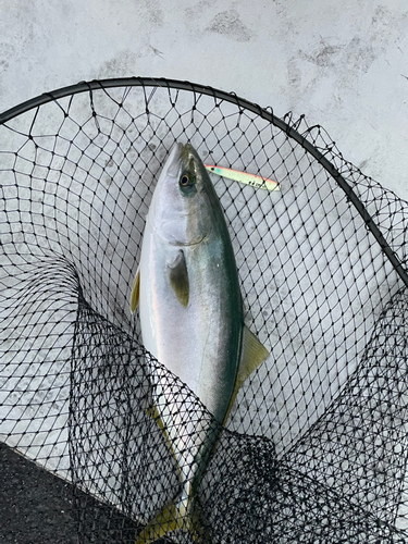 ハマチの釣果