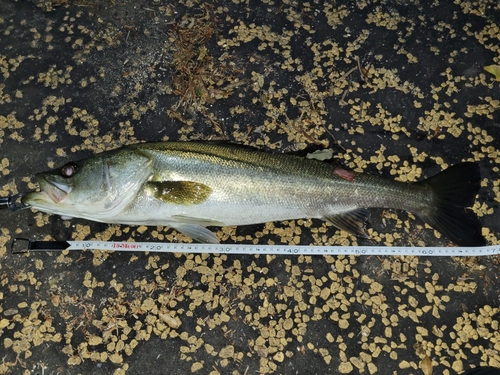 スズキの釣果