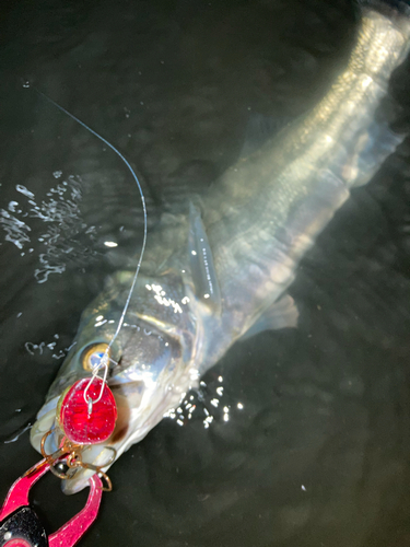 シーバスの釣果